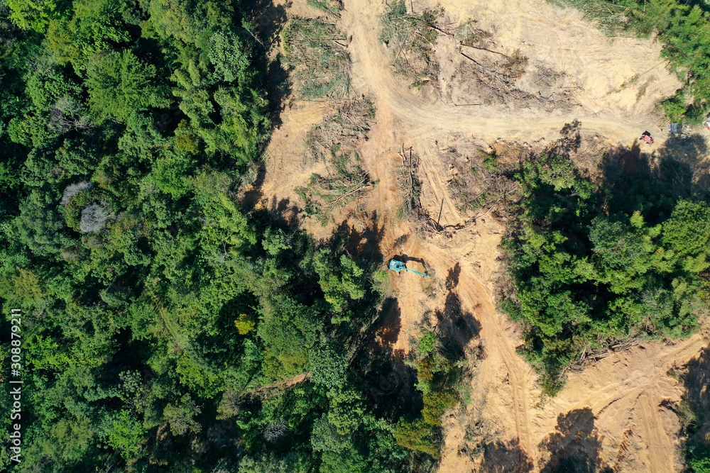Deforestation. Logging of rainforest. Environmental destruction