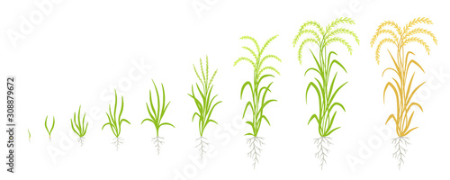 Growth stages of rice plant. The life cycle agriculture. Rice increase phases. Oryza sativa. Ripening period. Animation of progress. Vector. photo