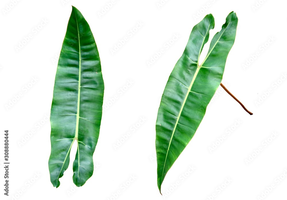 Isolate of front and side of long topical green leaves. Isolate of front and side of long topical green leaves.