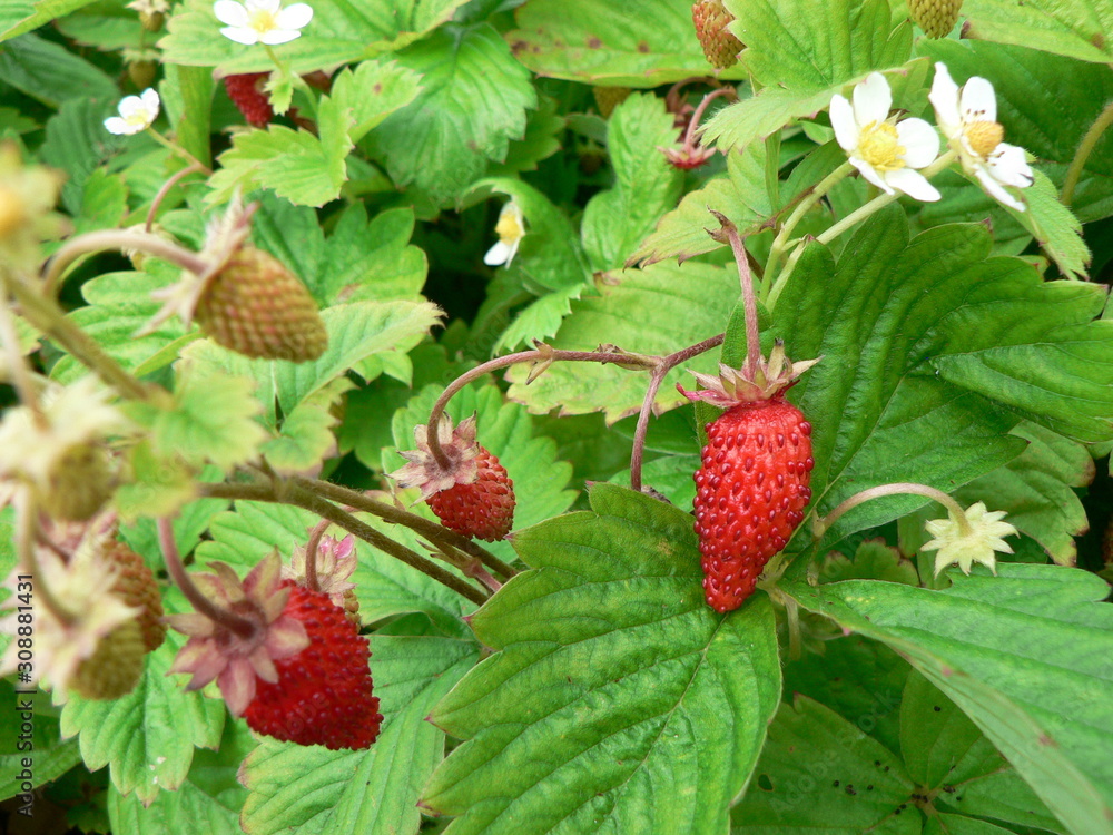 Ripe wild berries of strawberries on a branch. Blooming strawberries on a garden bed. Ripe wild berries of strawberries on a branch. Blooming strawberries on a garden bed.