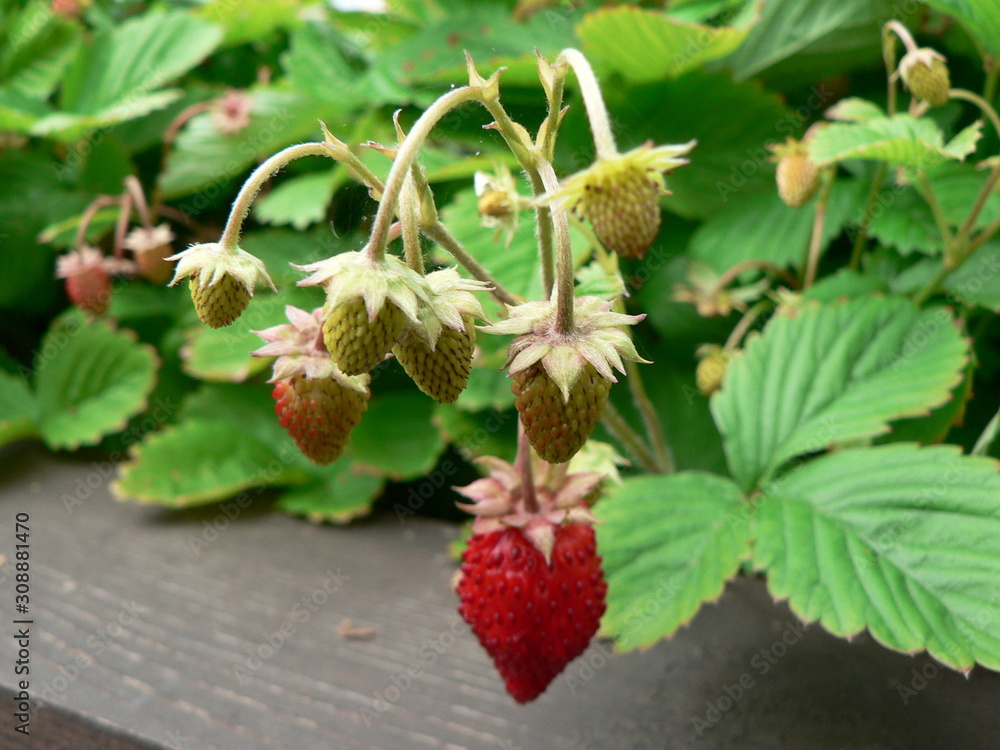 Ripe wild berries of strawberries on a branch. Blooming strawberries on a garden bed. Ripe wild berries of strawberries on a branch. Blooming strawberries on a garden bed.