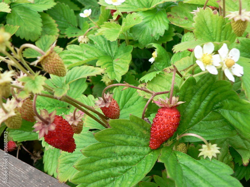 Ripe berries of strawberries on a branch. Blooming strawberries on a garden bed.