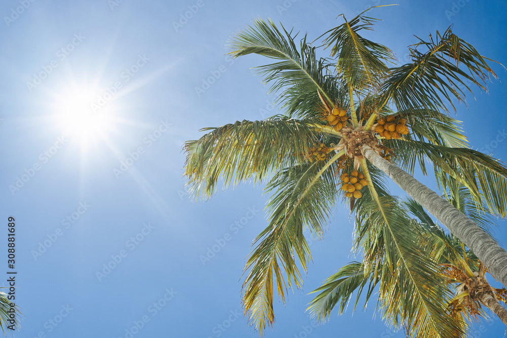 palm trees against blue sky