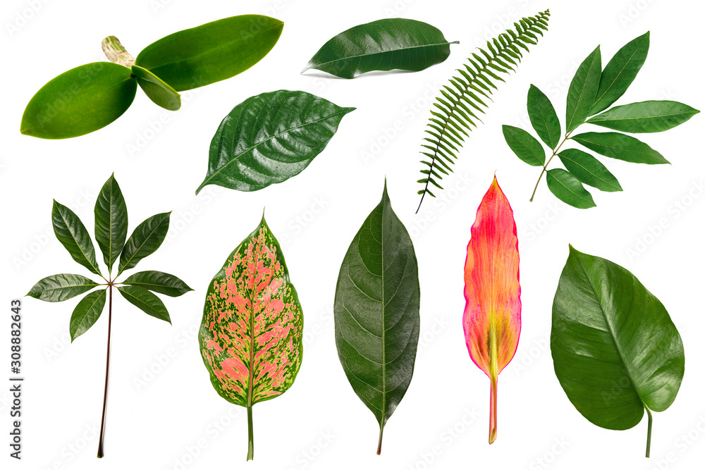 set of Exotic Tropical green leaves isolated on white background. set of Exotic Tropical green leaves isolated on white background.