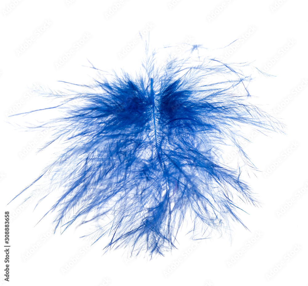 Obraz premium blue feathers with spots on a white background