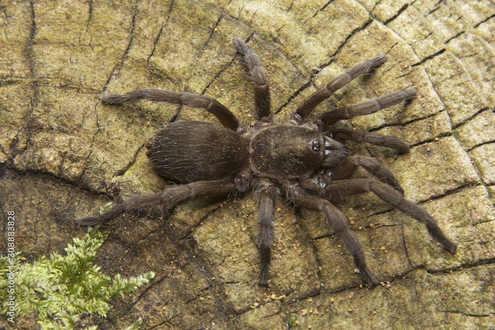 Theraphosidae, Silent Valley National Park, Kerala. Theraphosidae, Silent Valley National Park, Kerala.
