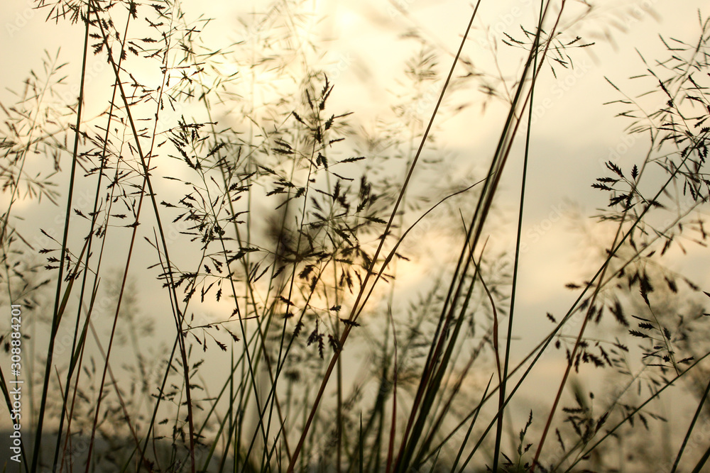 Obraz premium reeds in sunset