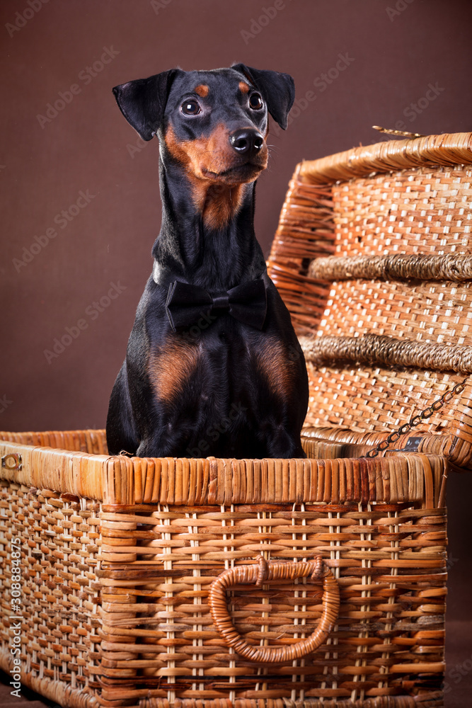 Obraz premium German pinscher dog in a bow-tie, sits in a basket