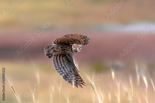 Flying owl. Nature background. Bird: Little Owl. Athene noctua.