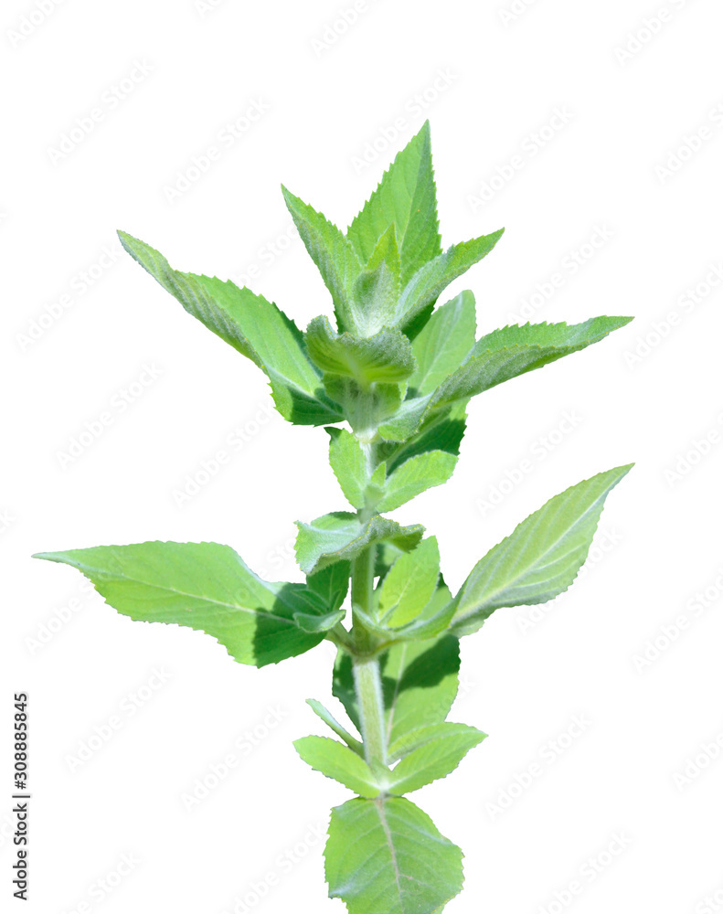 Mint 3 Mint 3
