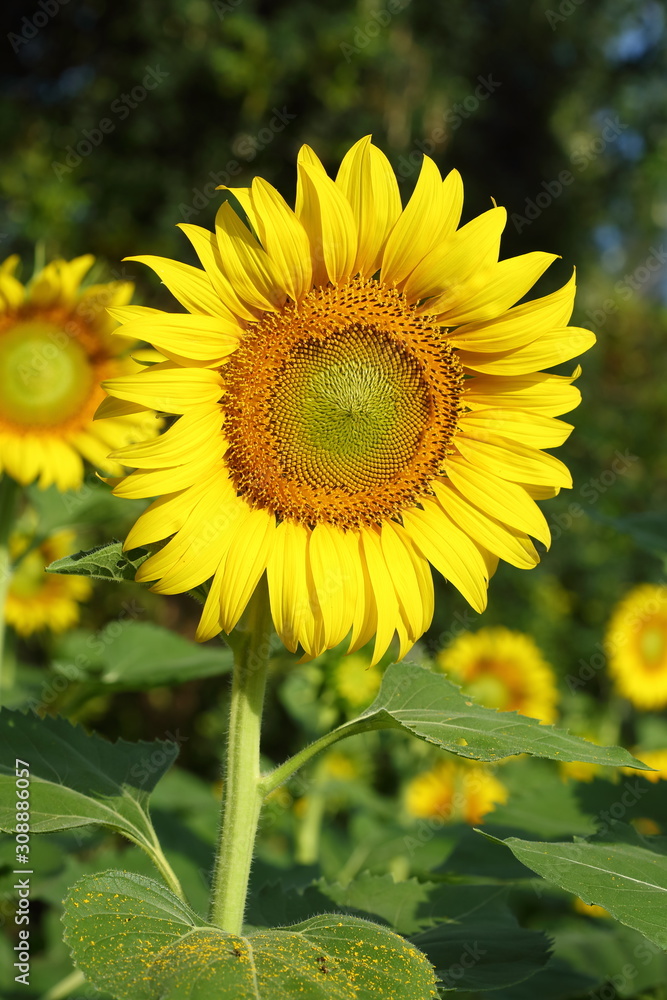 beautiful sunflower blossom blooming in natural garden