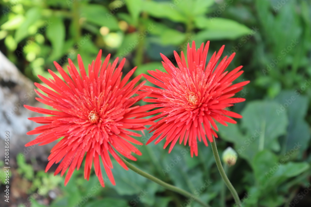red sunflower red sunflower