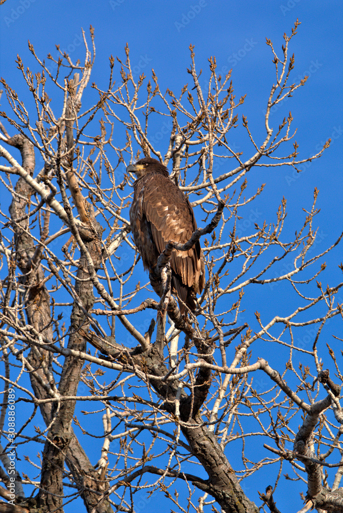 Immature Bald Eagle Immature Bald Eagle