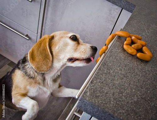 A naughty Beagle, a dog, steals sausages