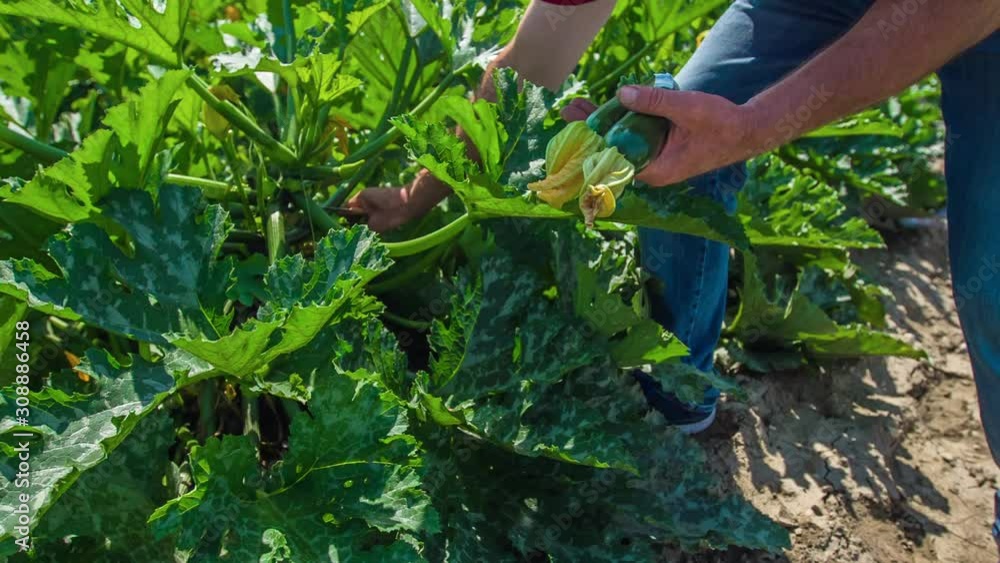 Harvesting zucchini by hand on a farmland, close up slow motion Harvesting zucchini by hand on a farmland, close up slow motion