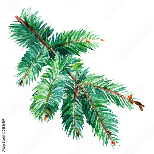spruce branches, christmas tree on an isolated white background, watercolor illustration