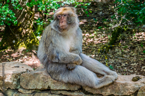 Macaque de Barbarie. © Bernard GIRARDIN