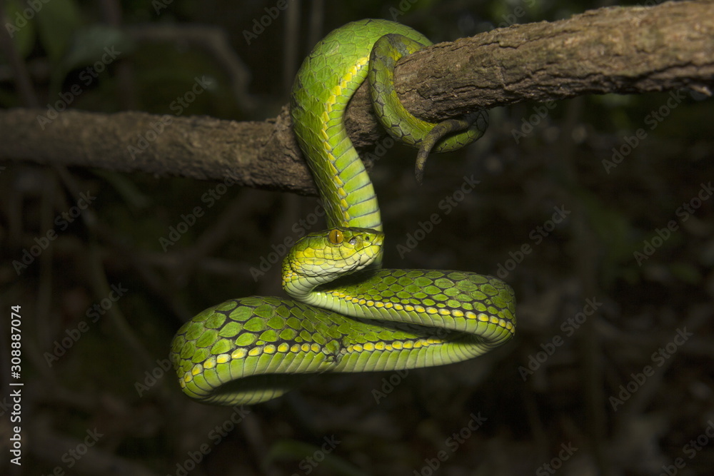 Large scaled pit viper, Trimeresurus macrolepis, Viperidae, Eravikulam National Park, Kerala, India Large scaled pit viper, Trimeresurus macrolepis, Viperidae, Eravikulam National Park, Kerala, India
