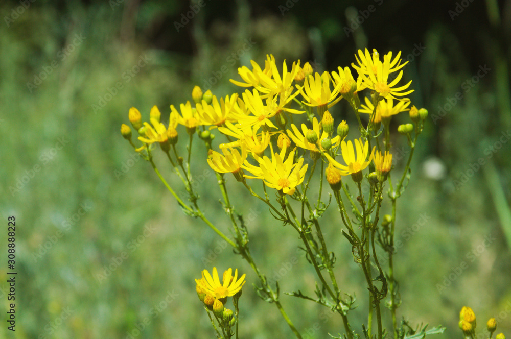 Obraz premium Yellow summer flowers