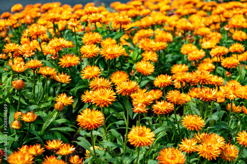 a meadow of orange and yellow flowers taken from ground level a meadow of orange and yellow flowers taken from ground level