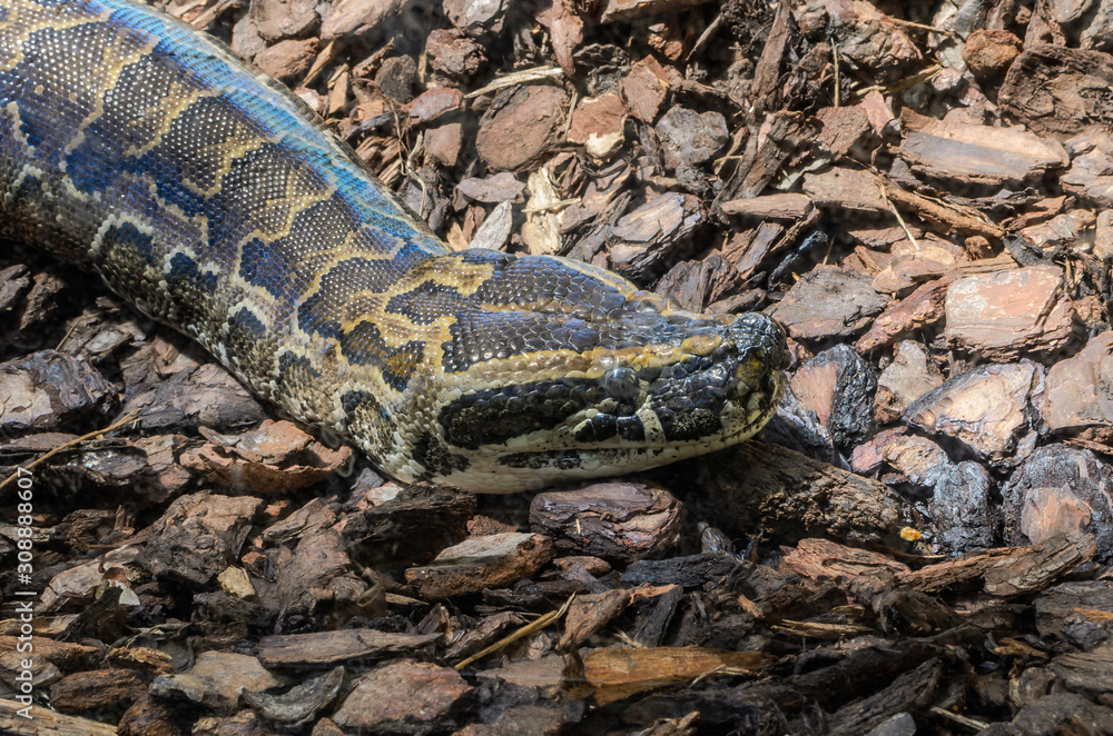 Fototapeta premium Big multi-colored python snake crawling on the ground