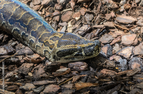 Big multi-colored python snake crawling on the ground