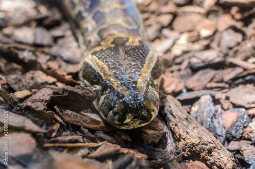 Big multi-colored python snake crawling on the ground