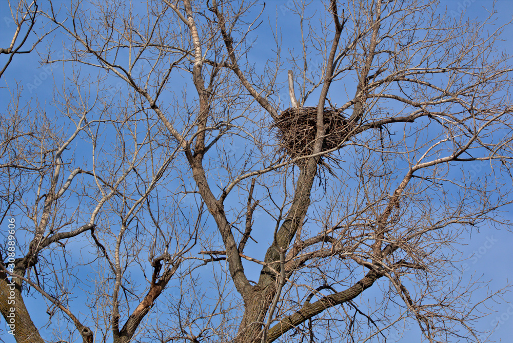 Bald Eagle nest high up in a cottonewood tree Bald Eagle nest high up in a cottonewood tree
