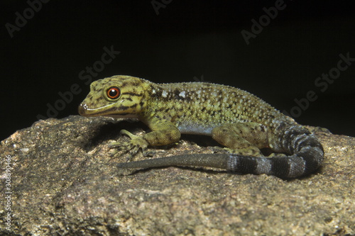 Male dwarf gecko, Cnemaspis sp, Gekkonidae at Wildlife sanctuary in Kerala, India.