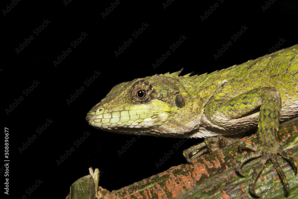 Fototapeta premium Anaimalai spiny lizard, Salea anamallayana, Agamidae at Anamudi shola National Park in Kerala, India.