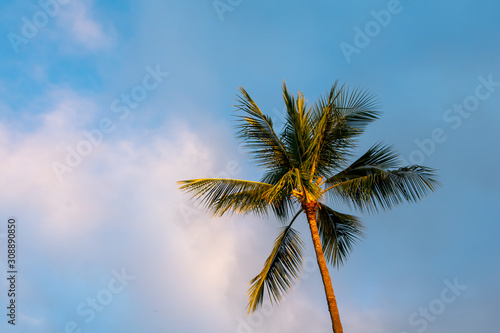 Morning light touches the sky and the tall coconut palm trees in this scene of sunrise on Kauai  Hawaii