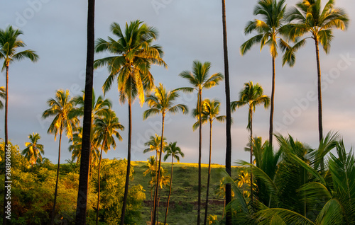 Morning light touches the sky and the tall coconut palm trees in this scene of sunrise on Kauai  Hawaii