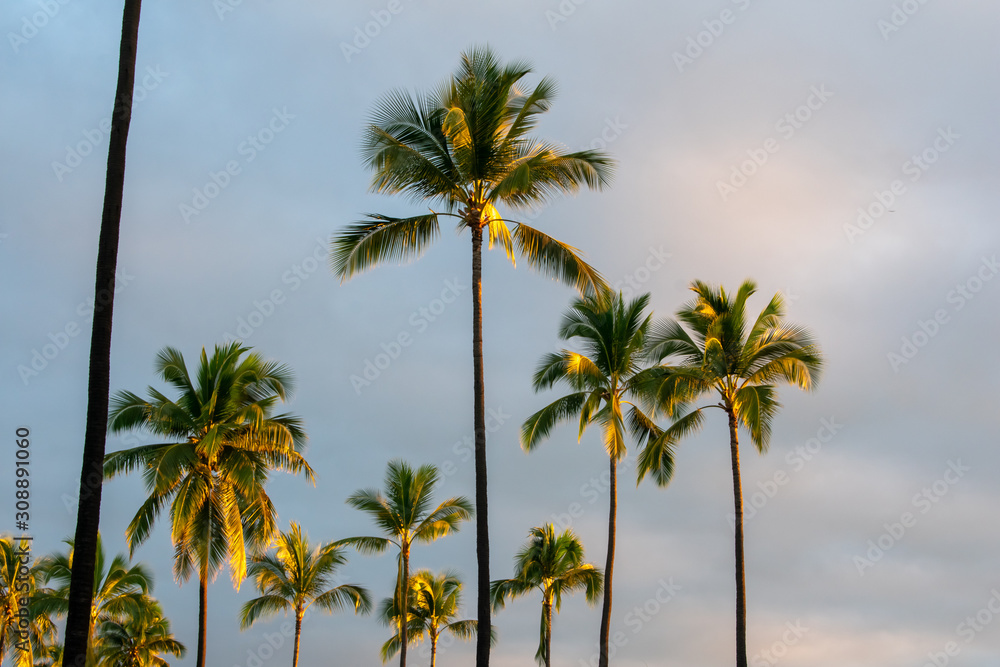 Morning light touches the sky and the tall coconut palm trees in this scene of sunrise on Kauai, Hawaii