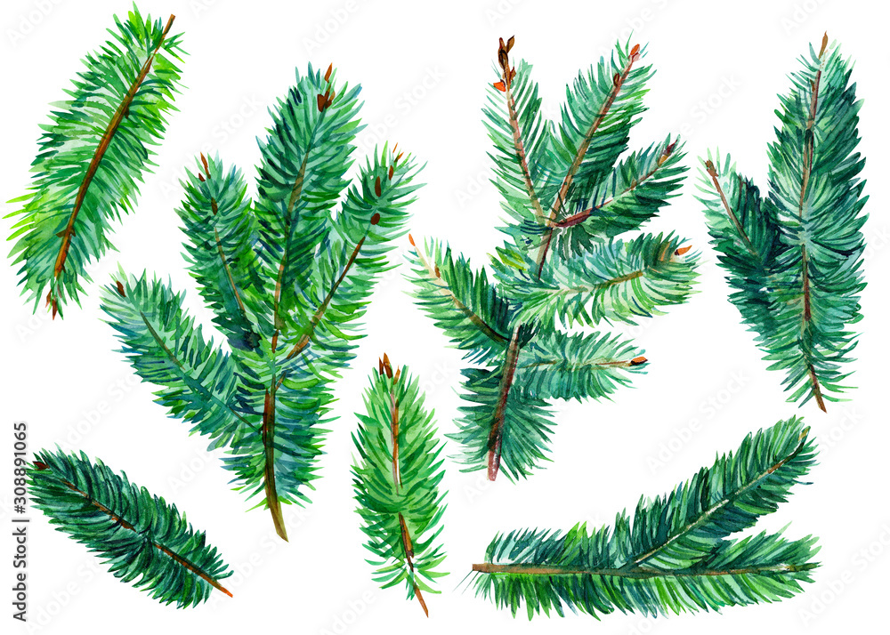 Naklejka premium set of spruce branches, christmas tree on an isolated white background, watercolor illustration, hand-drawing