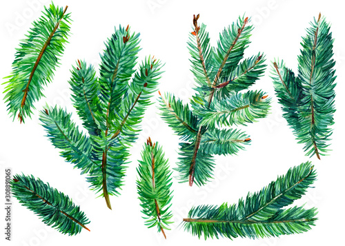 set of spruce branches, christmas tree on an isolated white background,  watercolor illustration, hand-drawing