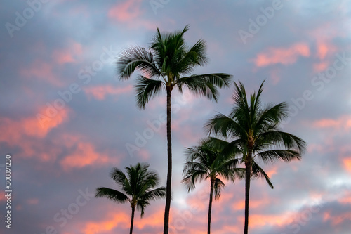 A sunrise glows in the sky behind tall coconut palm trees on Kauai, Hawaii, a tropical background with room for text. © Jennifer L Morrow