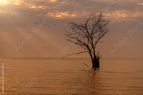 Landscape with Silhouette single tree reflection at sunset..