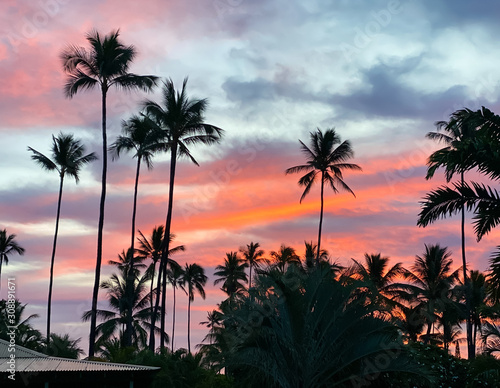 A sunrise glows in the sky behind tall coconut palm trees on Kauai  Hawaii  a tropical background with room for text.