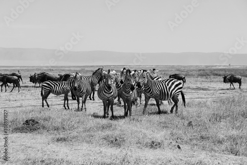 Zabras Black and White Ngorongoro