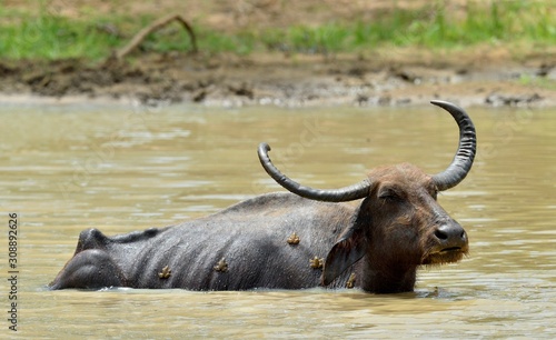 Water Buffalo and frogs. / Refreshment of Water buffalo. Male water buffalo bathing in the pond in Sri Lanka. The Sri Lanka wild water buffalo (Bubalus arnee migona),