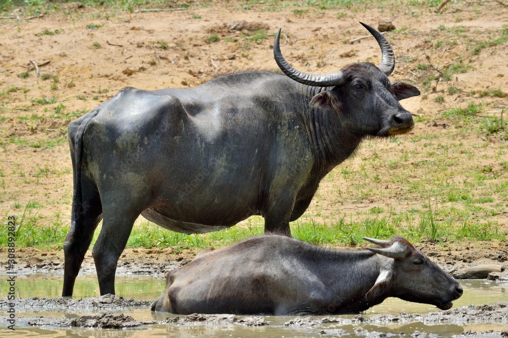 Refreshment of Water buffalos. Female and calf of water buffalo bathing in the pond in Sri Lanka. The Sri Lanka wild water buffalo (Bubalus arnee migona), Refreshment of Water buffalos. Female and calf of water buffalo bathing in the pond in Sri Lanka. The Sri Lanka wild water buffalo (Bubalus arnee migona),