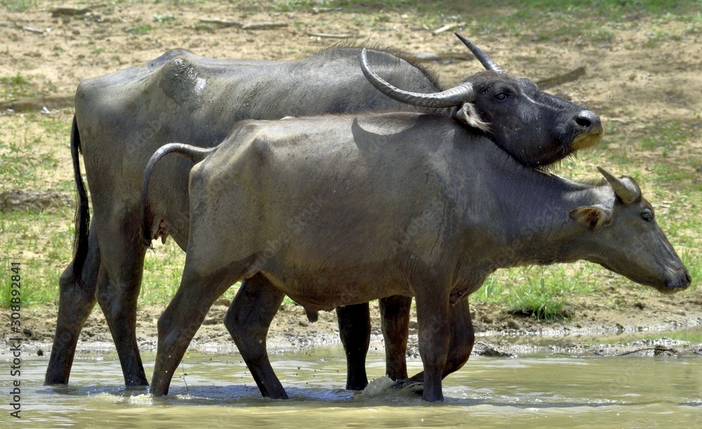 Refreshment of Water buffalos.  Female and  calf of water buffalo bathing in the pond in Sri Lanka. The Sri Lanka wild water buffalo (Bubalus arnee migona),