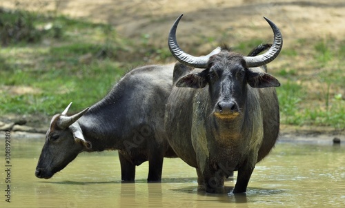 Refreshment of Water buffalos. Female and calf of water buffalo bathing in the pond in Sri Lanka. The Sri Lanka wild water buffalo (Bubalus arnee migona),