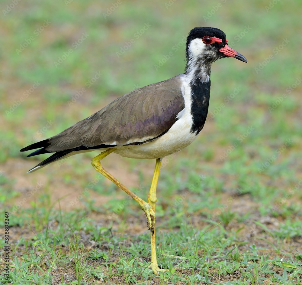 The red-wattled lapwing (Vanellus indicus) is a lapwing or large plover The red-wattled lapwing (Vanellus indicus) is a lapwing or large plover
