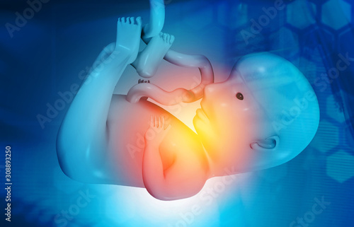 Fetus anatomy on medical background. 3d illustration.