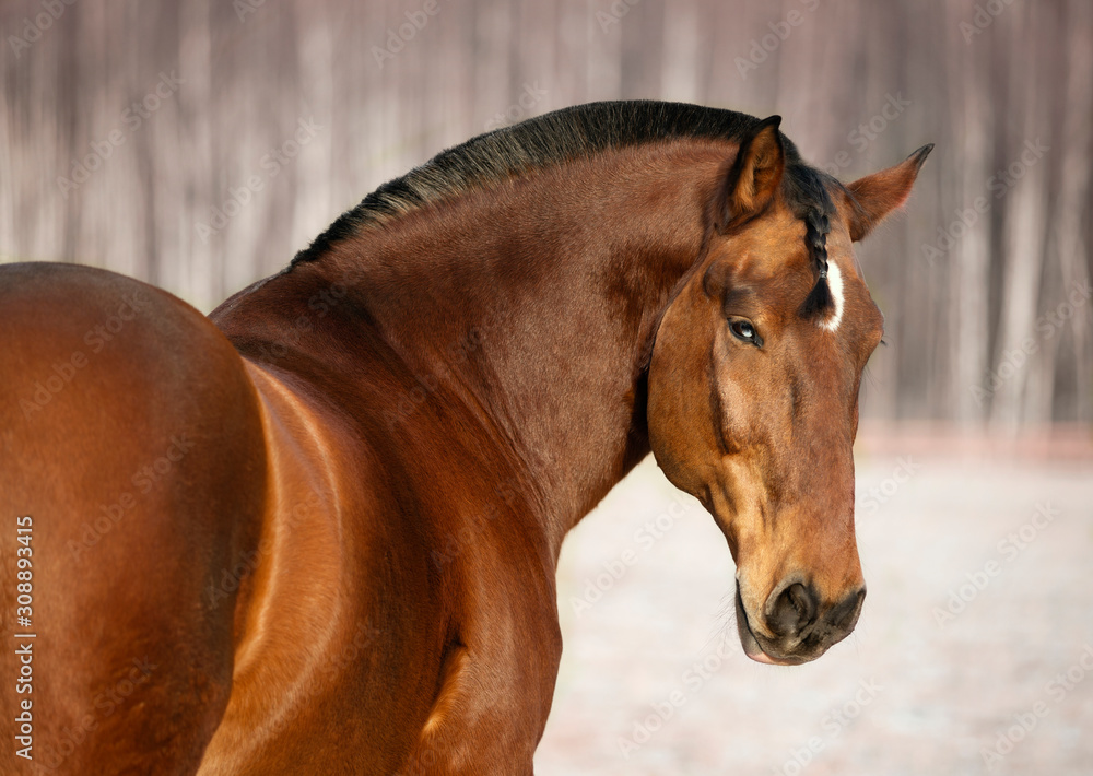 Fototapeta premium portrait of a horse