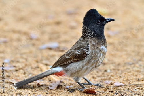 The red-vented bulbul (Pycnonotus cafer) is a member of the bulbul family of passerines. Sri Lanka photo