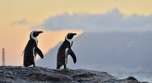 African penguins (spheniscus demersus) The African penguin on the shore in evening twili
