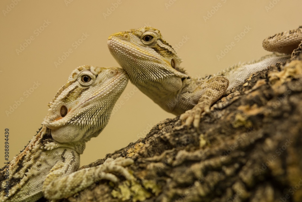 Bearded dragon from 