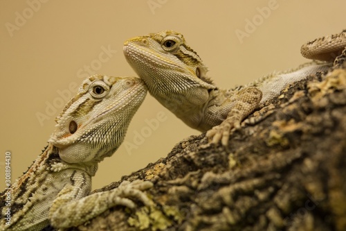 Photos Bearded dragon from